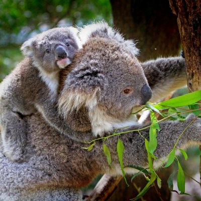 Koala with baby sitting on her back, with both being up a gum tree